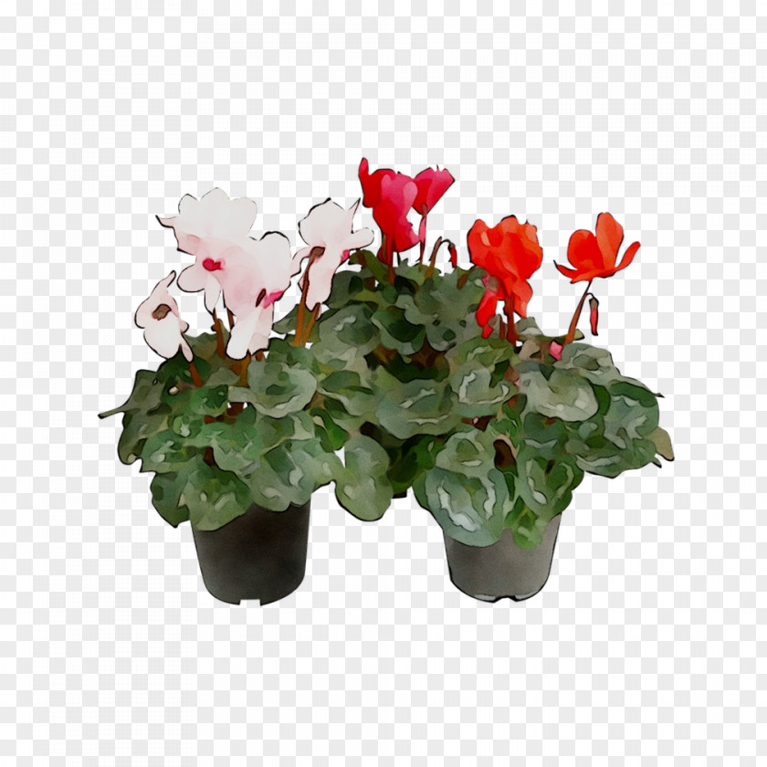 Cyclamen Flowerpot Houseplant Annual Plant PNG