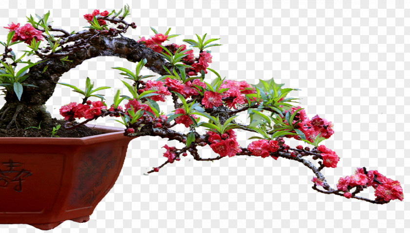 Flowerpot Layue Month Calendar Flowering Plant PNG