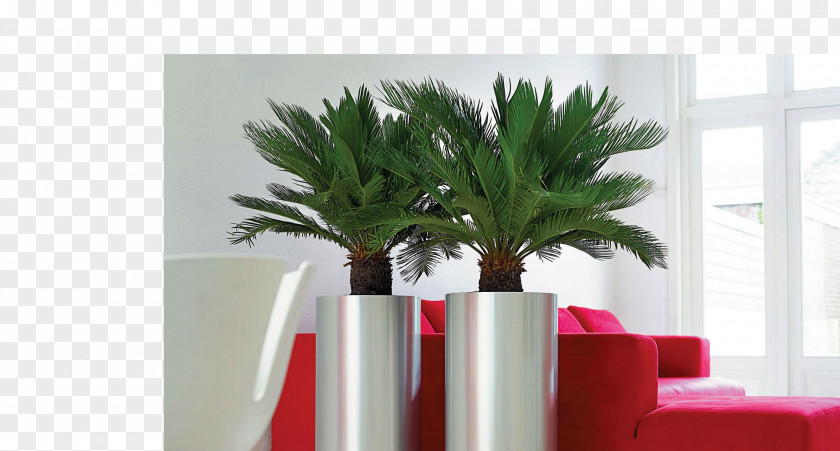 Money Tree Houseplant Office Flowerpot Container Garden PNG