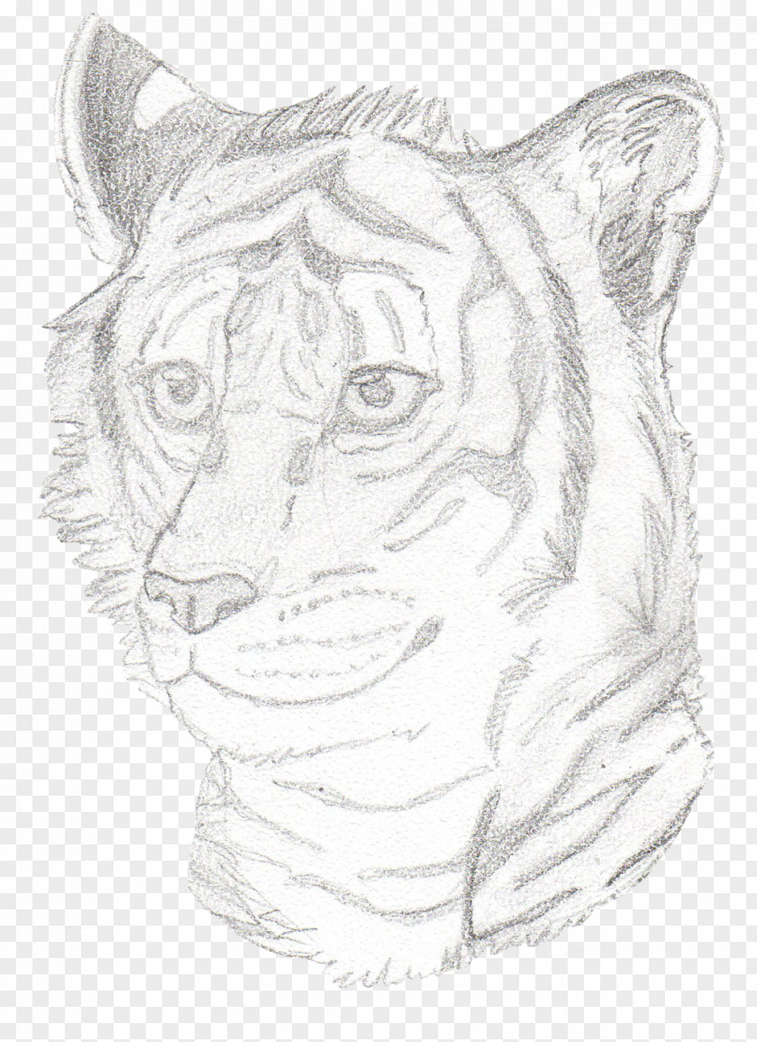 Tiger Whiskers Lion Visual Arts Sketch PNG