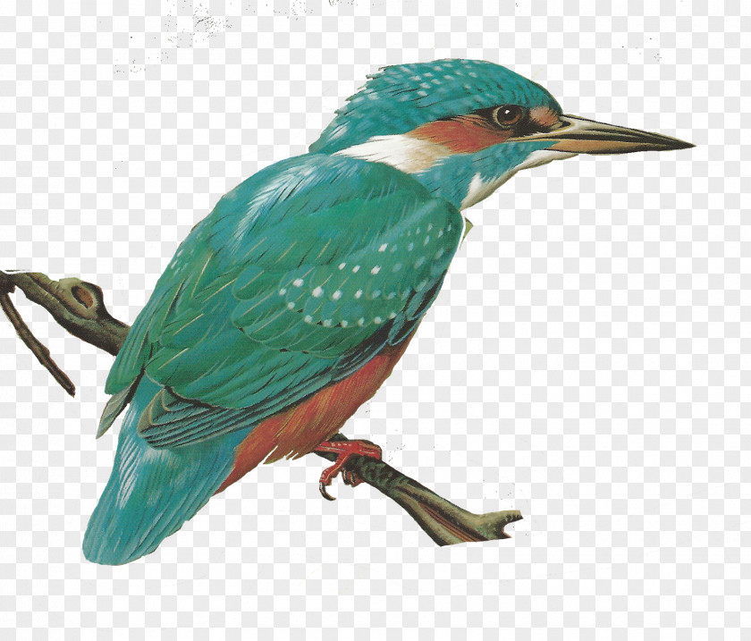 Bird Kingfisher Common Clip Art PNG