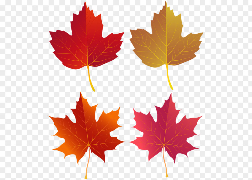 Fallen Castle Maple Leaf Clip Art Vector Graphics Image PNG