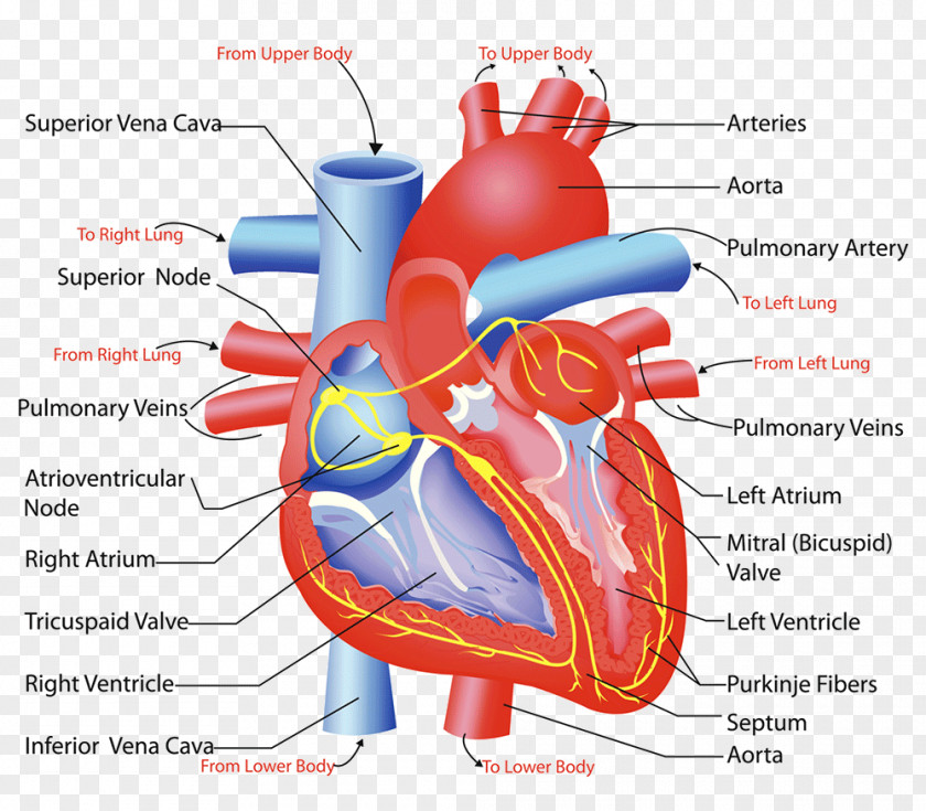 Heart Valve Circulatory System Anatomy Human Body PNG