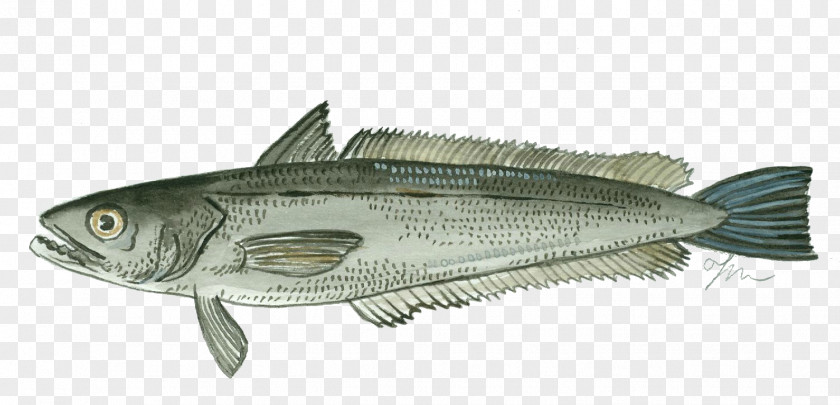 Minerals Fish Merluccius Seafood Hake Herring PNG