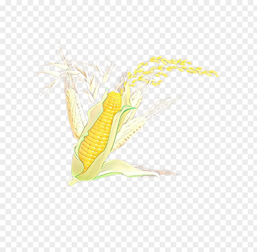 Plant Corn On The Cob Yellow Sweet Vegetarian Food PNG