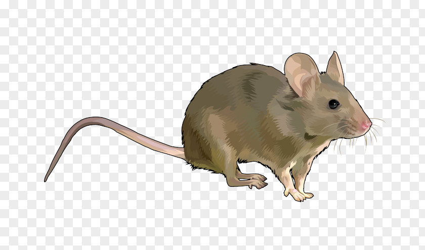 Raton Rat Rodent House Mouse Wood Gerbil PNG