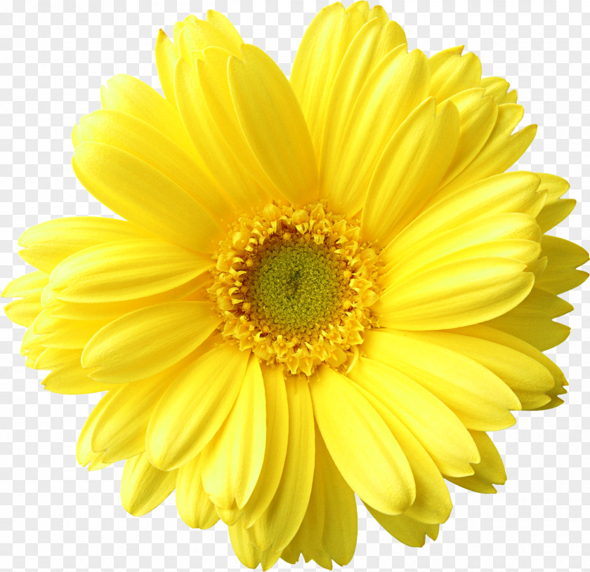 Sunflower Flower Clip Art PNG