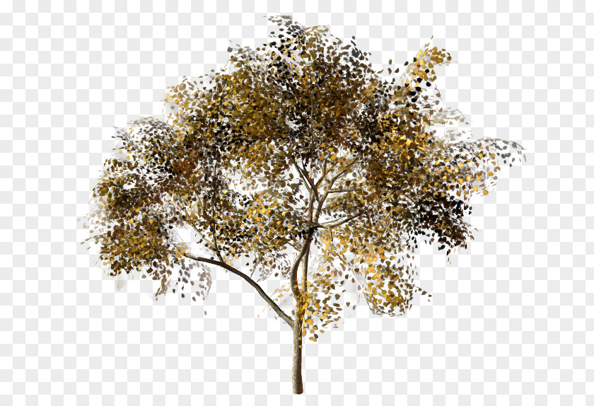 Tree Twig Plane Trees Olive Maple PNG