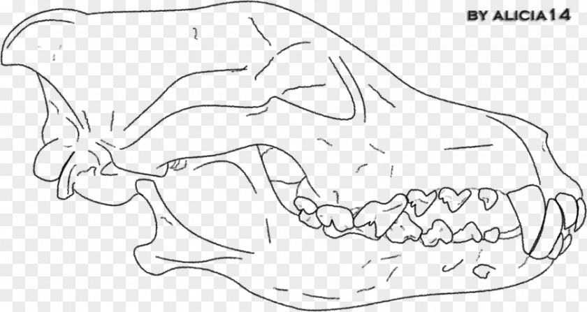 Wolf Skull Gray Line Art Drawing Mammal Sketch PNG