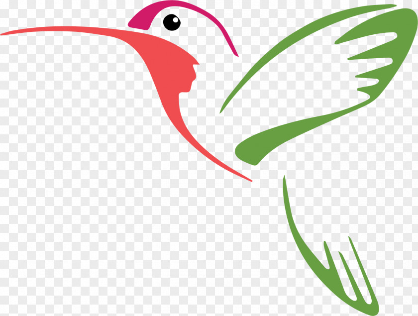 Bird Hummingbird Vector Graphics Drawing Illustration PNG