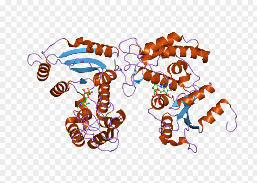 CD38 Glycoprotein Cluster Of Differentiation Immune System White Blood Cell PNG