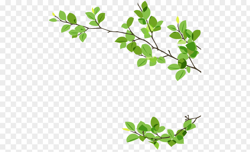 Leaf Branch Twig Green PNG