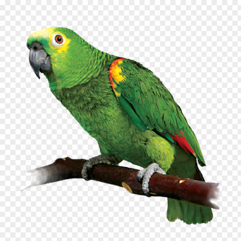 Parrot Lovebird Red-lored Amazon Red-crowned PNG