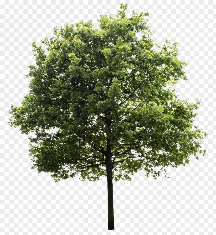 Trees Quercus Suber Tree Clip Art PNG