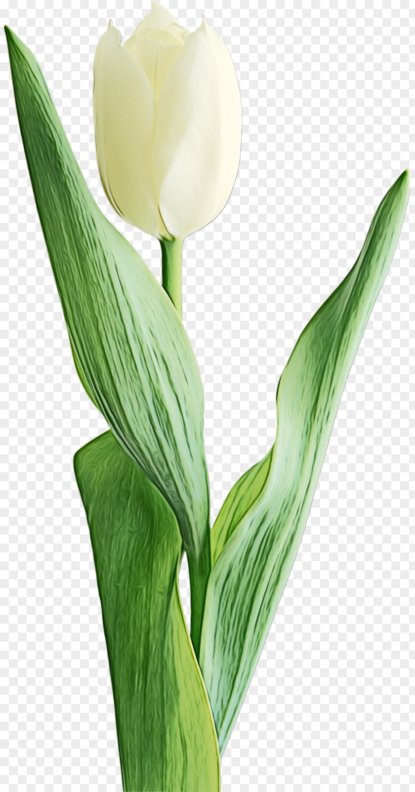 Flower Plant Tulip Petal Lily Of The Valley PNG
