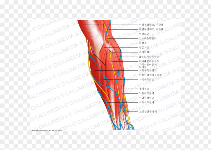 Hand Nerve Muscle Forearm Anatomy PNG