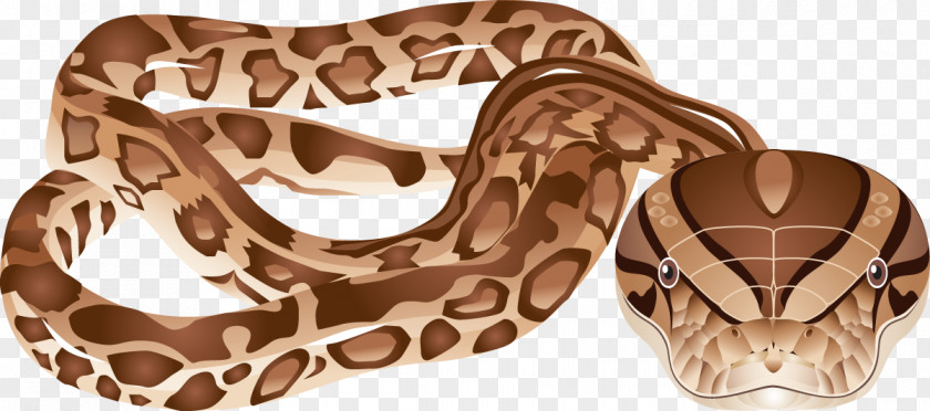Snake Boa Constrictor Vipers Reptile Clip Art PNG