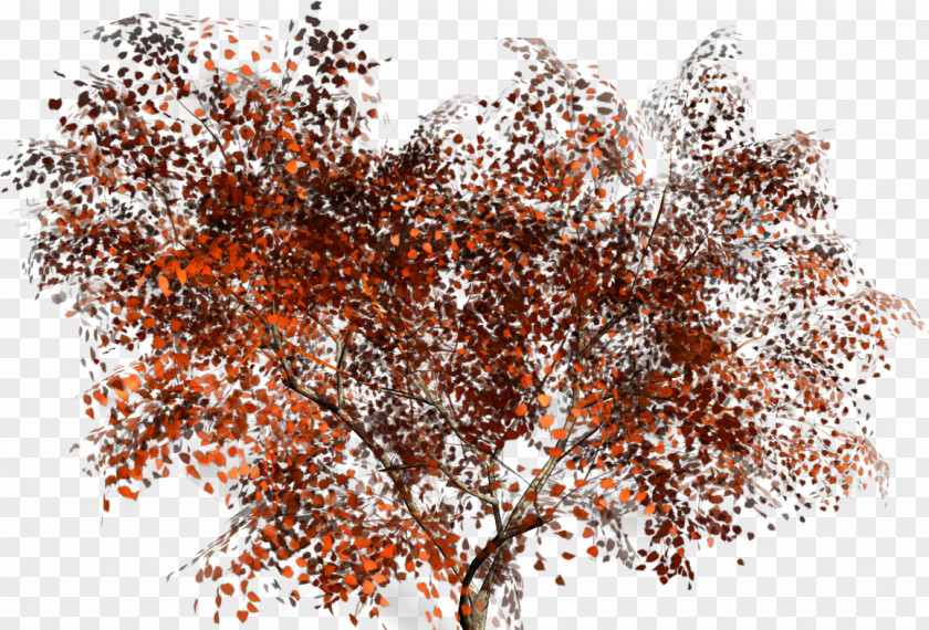 Tree Branch American Sycamore Woody Plant PNG