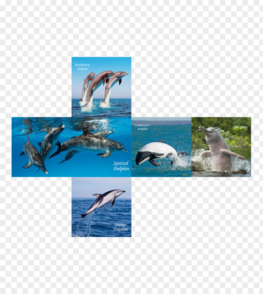 Dolphin Wholphin Spotted Dolphins Bottlenose Cube PNG