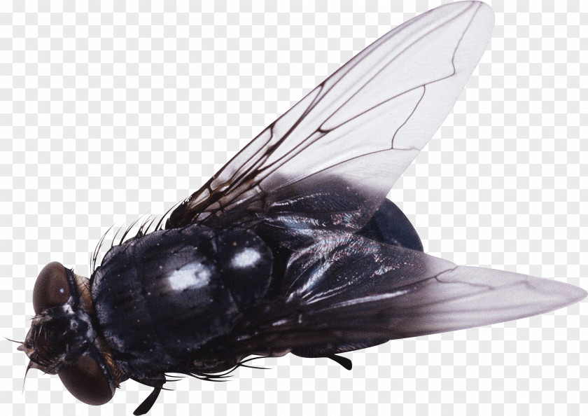 Fly Image Insect Clip Art PNG