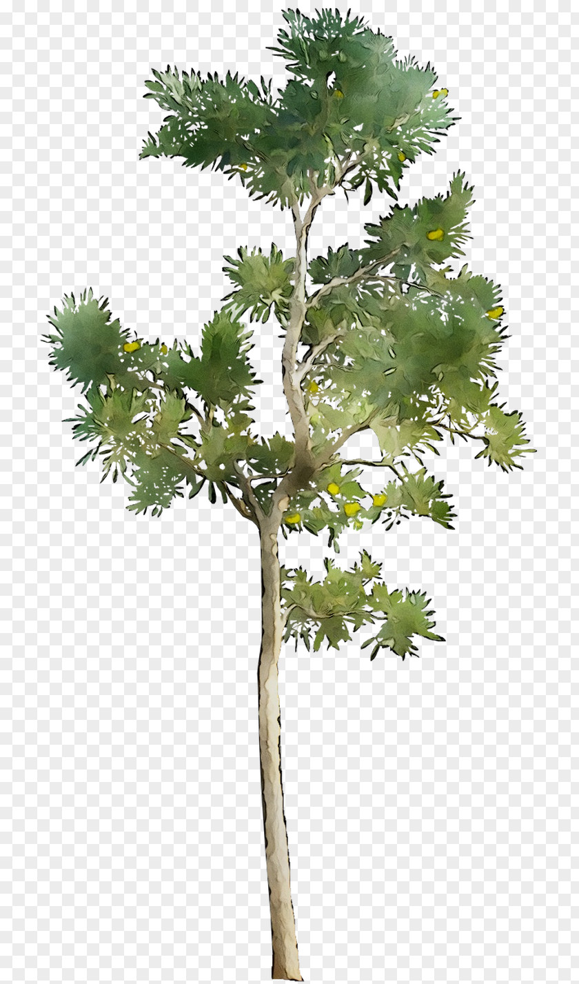 Larch Tree Evergreen Houseplant Flowerpot PNG