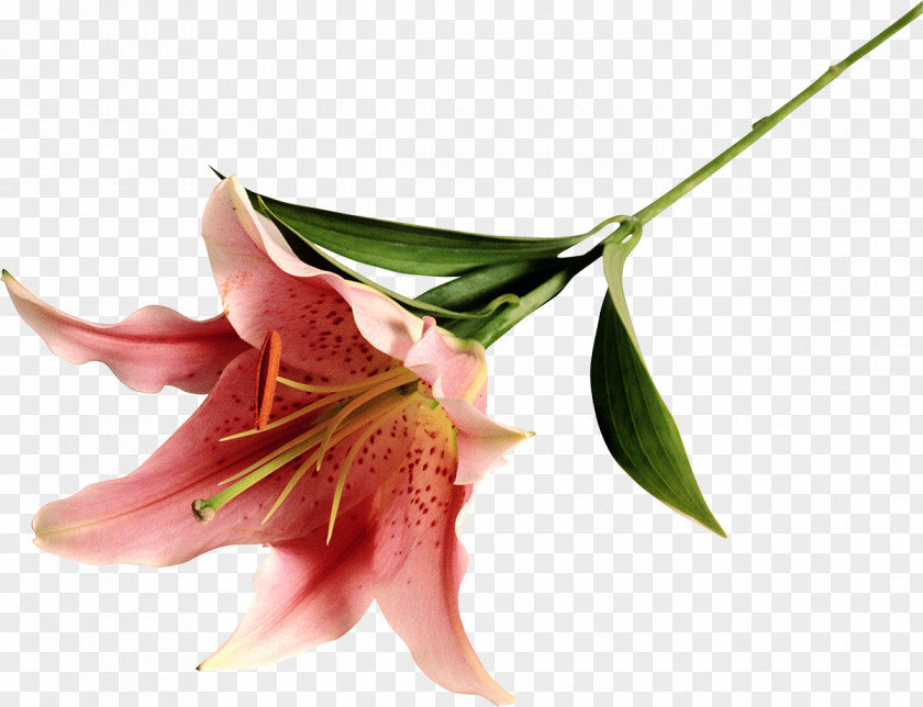 Lily River Thames Perfume Jazz Guide: New York City Experiment Lilium PNG
