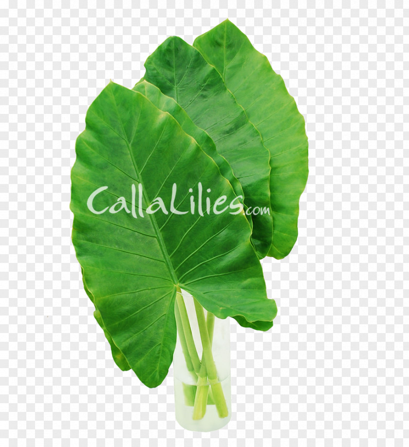 Monstera Leaf Vegetable Taro Alocasia Plant Stem PNG