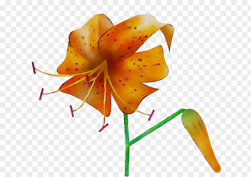 Plant Stem Orange S.A. Plants Lily M PNG