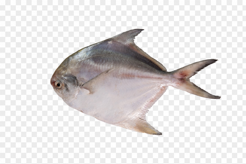 Sea Seafood Pampus Argenteus Bukit Melawati Pomfret PNG