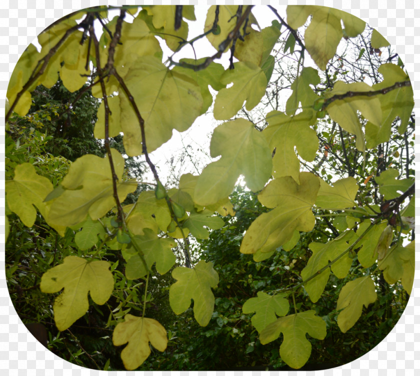 Sunflower Leaf Tree Plant PNG