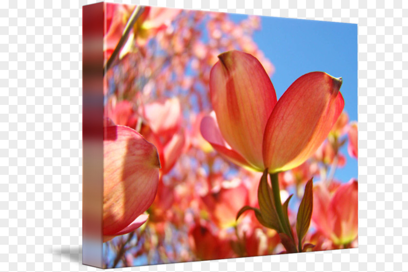 Tulip Flowering Dogwood Printmaking Printing PNG