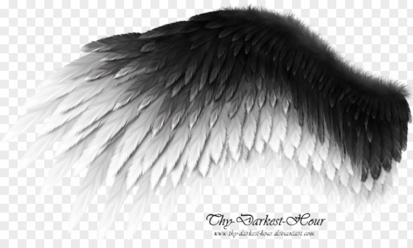 Angel Wings DeviantArt Wing Work Of Art Bird PNG