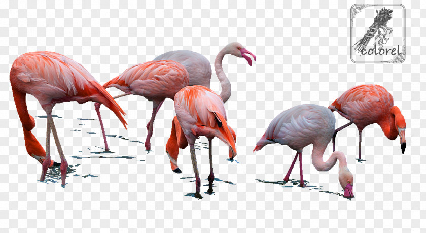 Flamingos Water Bird Beak Muscle Organism PNG