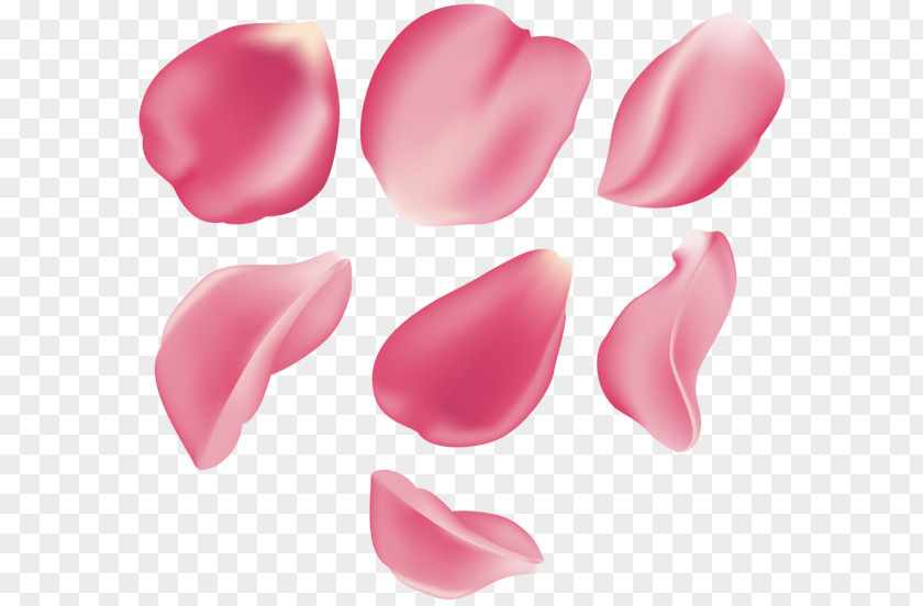 Flower Petals Rose Magenta Clip Art PNG