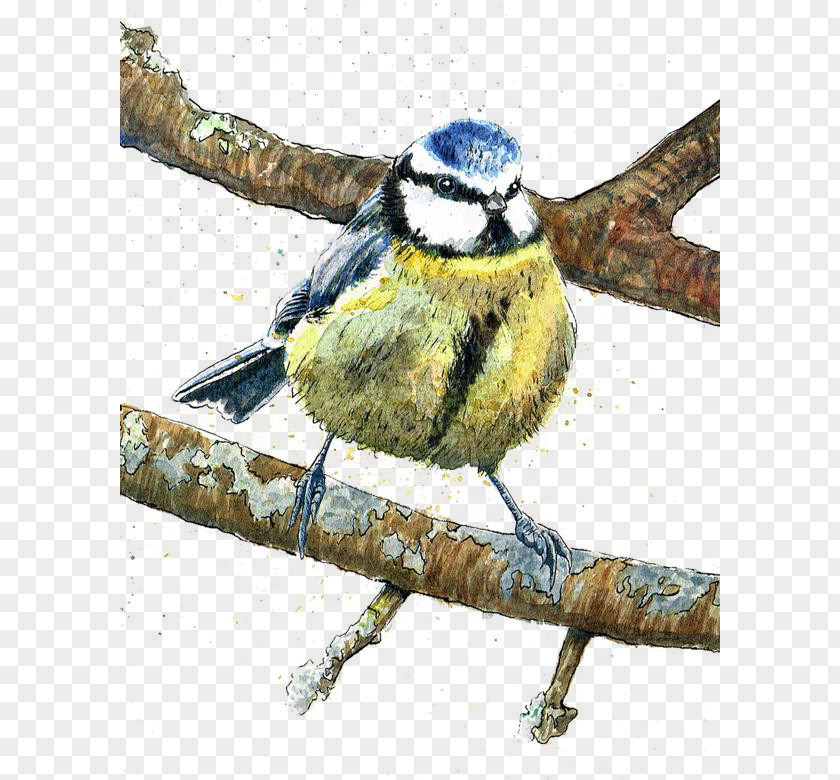Hand-painted Cartoon Bird On The Branches Finch Illustration PNG