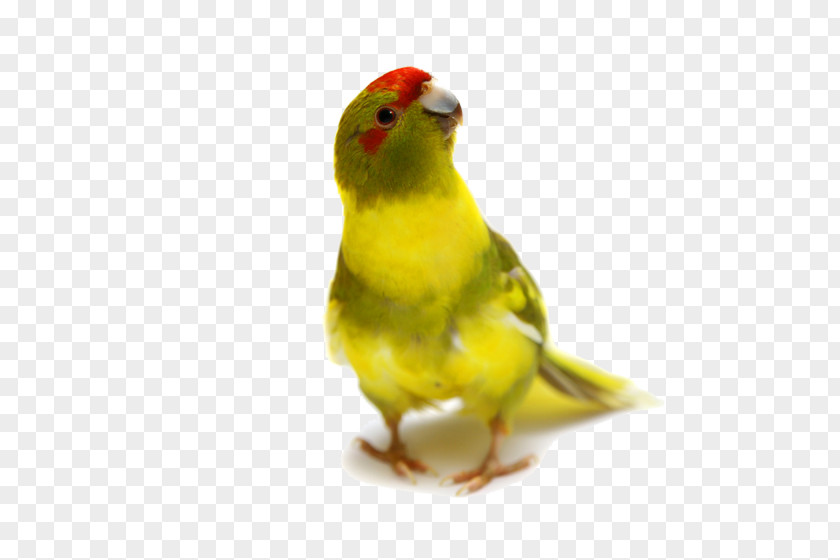 Parrot Rosy-faced Lovebird True Budgerigar PNG