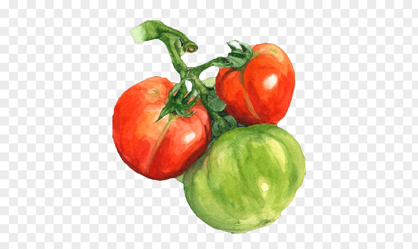 Watercolor Tomato Painting PNG