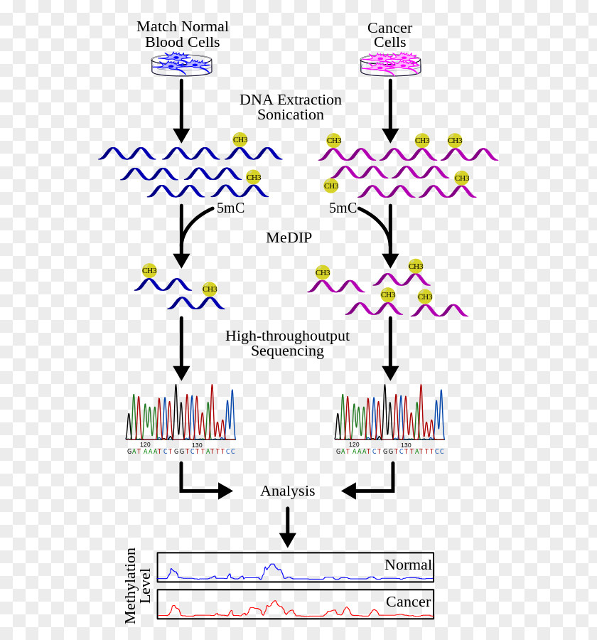 Experimental Cancer Treatment Methylated DNA Immunoprecipitation Methylation Sequencing PNG