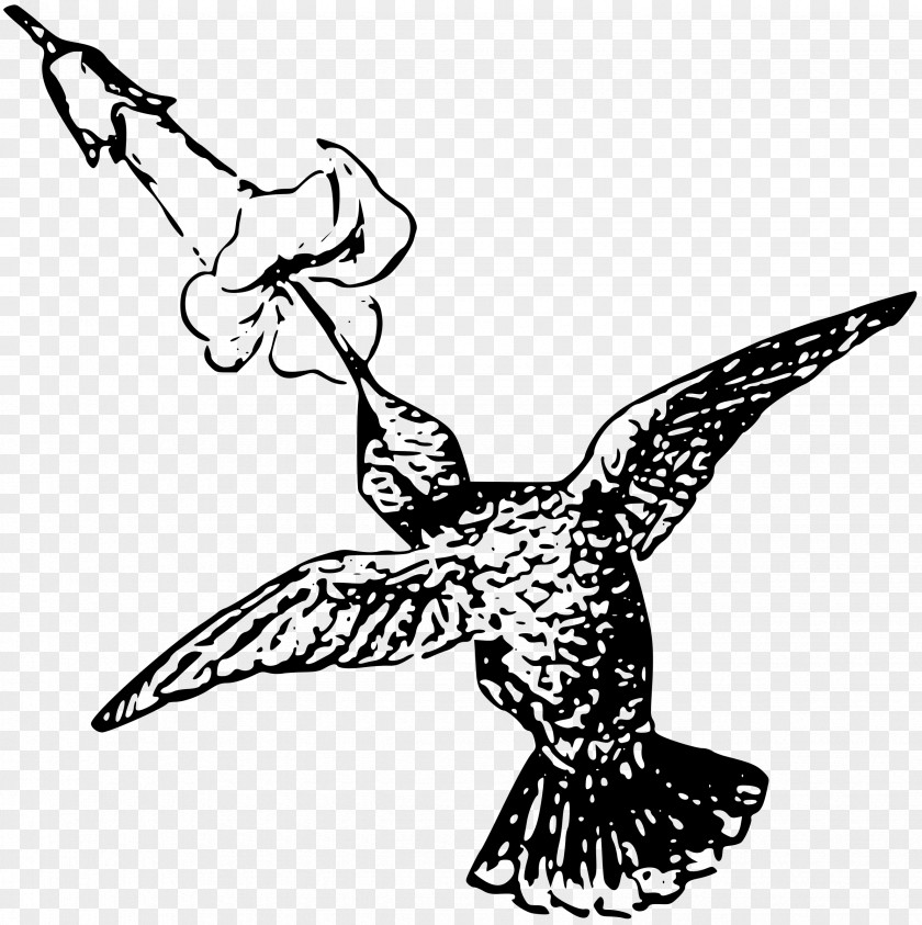 Flying Bird Hummingbird Clip Art PNG