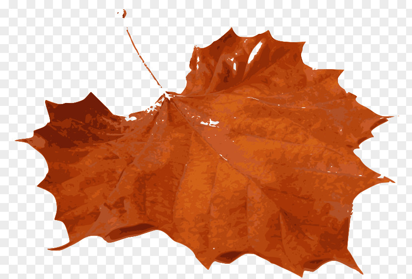 Leaf Dew Autumn Color Clip Art PNG