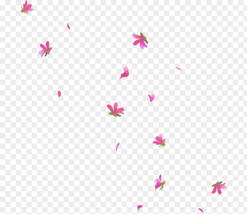 Plant Flower Pink Petal Text Magenta Pedicel PNG