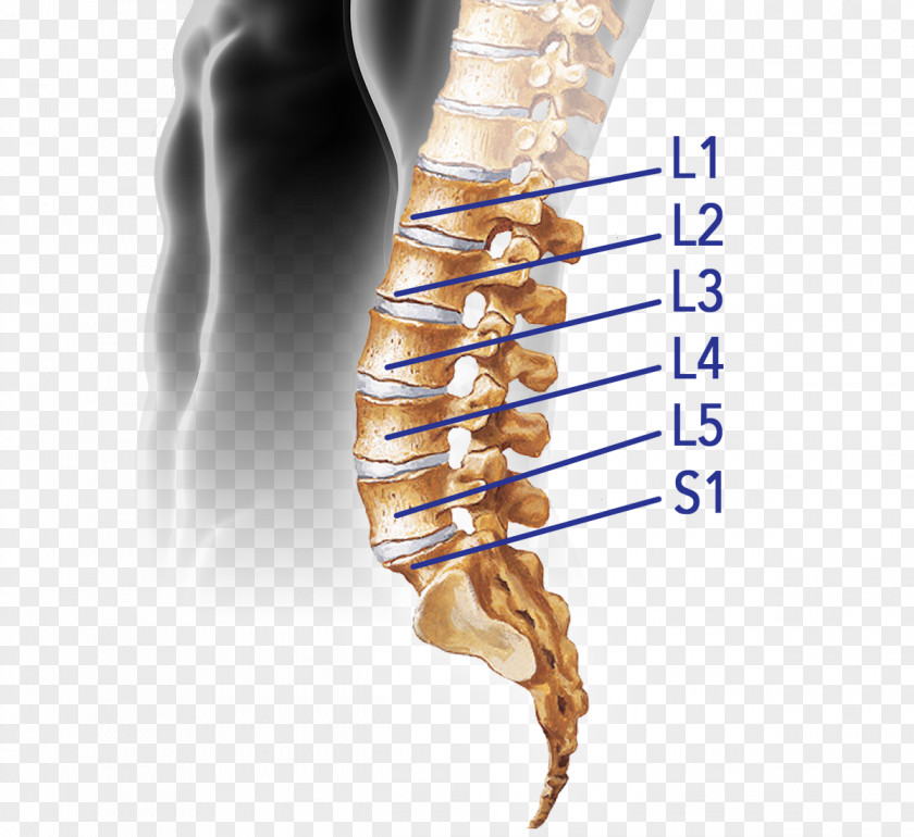 Sacrum Bone Pain Vertebral Column Spinal Disc Herniation Intervertebral Lumbar Vertebrae Cord PNG