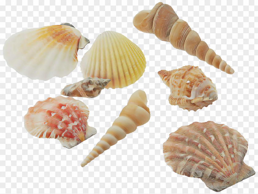 Scallop Dish Shell Conchiglie Bivalve Conch Food PNG