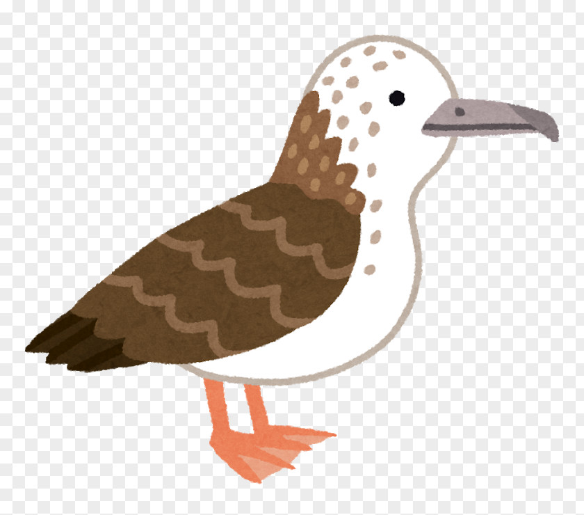 Duck Streaked Shearwater Seabird PNG