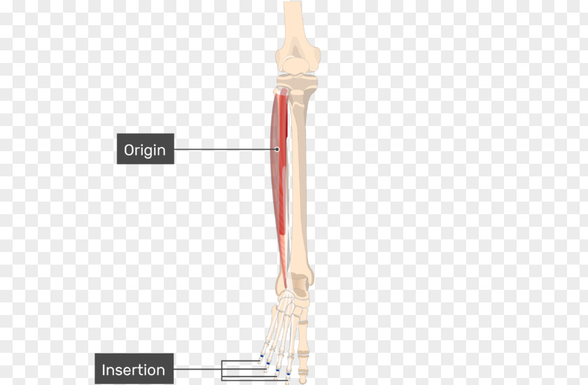 Extensor Digitorum Longus Muscle Flexor Origin And Insertion Profundus PNG