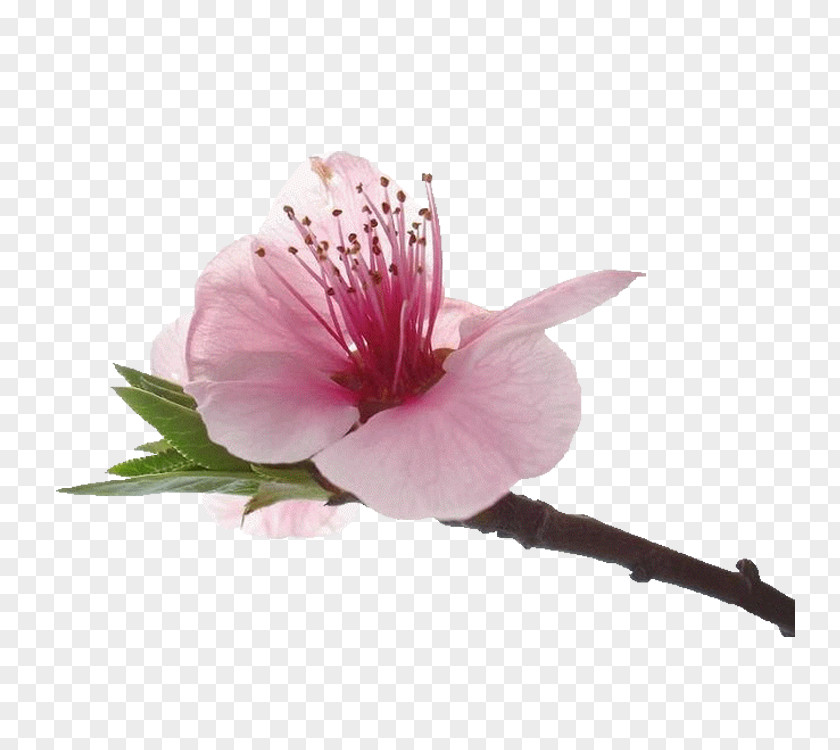 Flower Blossom Petal Rosemallows PNG