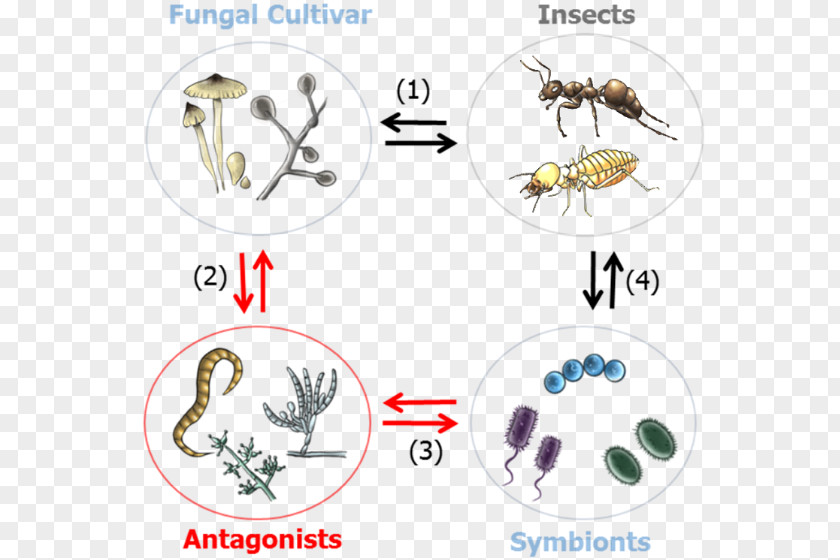 Insect Symbiosis Insect-Plant Interactions Microorganism PNG
