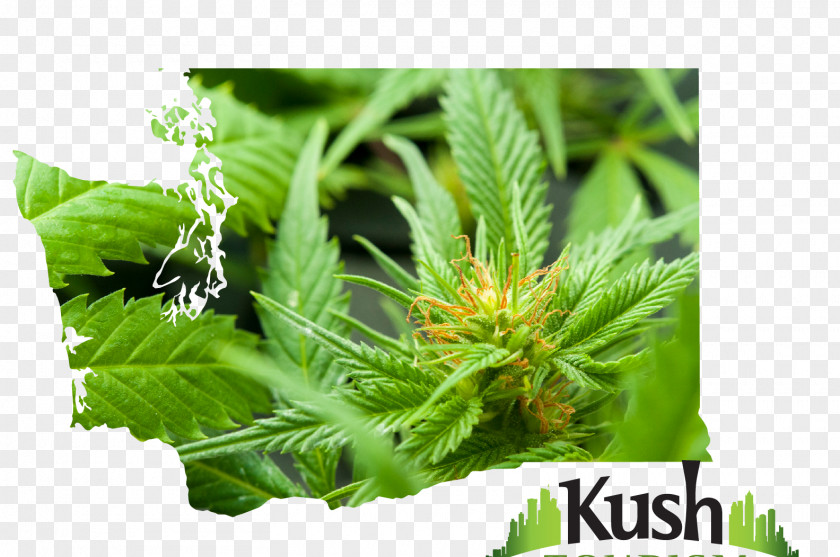 Marijuana Vancouver Kush Tourism Seattle Medical Cannabis PNG