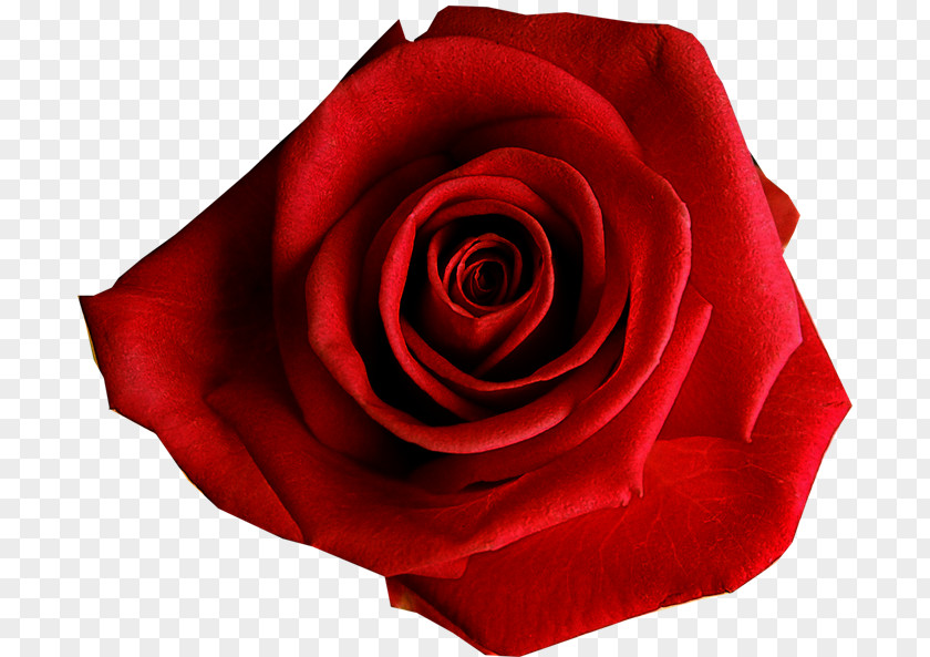 Rosa Vermelha Garden Roses Cabbage Rose Floribunda PNG