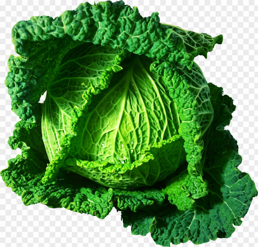 Vegetable Cabbage Italian Cuisine Food Health PNG